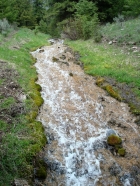 Cool stream flowing into Wilson Creek at about 7300'.