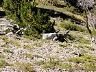 Mountain goat on the southwest slopes of the third peak.