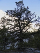 Huge whitebark pine tree in Hell Canyon.