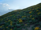 Fields of wildflowers on our way back down.