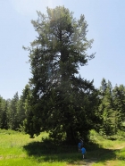 Huge fir tree in a meadow below the summit.