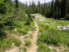 Wildflowers next to the trail during the hike out.