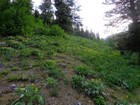 Wildflowers near Little Elk Creek.