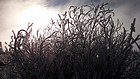 Frosty bushes in the sun.