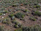 Desert wildflowers.