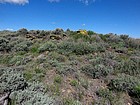 Lichen covered rocks.