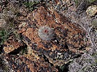 Little cactus growing out of a rock.