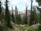 This huge tree was near the Braxon-Stephens saddle. At just under 9000' elevation, a 3-foot diameter tree like this would have to be centuries old.