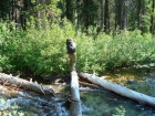 JJ crossing a log during the bushwhack down the Fishhook Creek drainage.