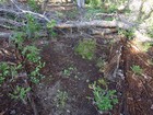 Old cut log, evidence of ancient trail near headwaters of Treon Creek.