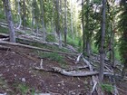 Steeplechase along the hillside above headwaters of Treon Creek.