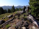 Gnarly old burned wood on Treon Peak.