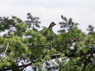 Close up of a grouse that tried to startle me.