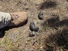 One of several piles of wolf scat we saw.