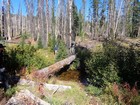 Log crossing on Porter Creek, heading up to the lake.