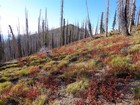 Red fireweed covers the hilllside on the way to Porter Creek Peak.