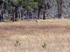 Sandhill Crane in Corduroy Meadows.