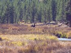 Moose in Corduroy Meadows.