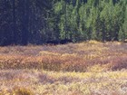 Pair of moose in Corduroy Meadows.