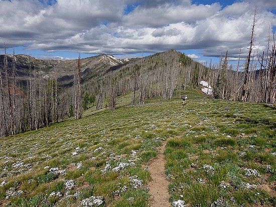 Fields of Wildflowers on Baldy Ridge.