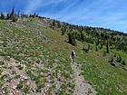 One of several huge fields of wildflowers on the trail south of Big Baldy.