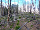 Backpackers steeplechase during the hike back. Lots more trees still to fall.