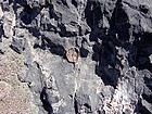 We saw lots of fossils in the limestone on the way up.