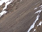 Zoomed in shot of mountain goats on the ridge to the north.