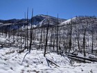 Lots of burned deadfall near headwaters Fisher Creek.