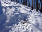 I saw several elk bedding areas in the snow.