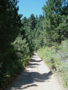 Typical view of the trail.