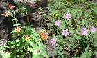 A couple of the wildflowers I saw along the way, Columbine and Sticky Geranium.