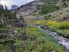 Tons of wildflowers, and Devils Bedstead come into view around 9000'.