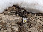 Alpine Anemone flower emerging just after the snow melts.