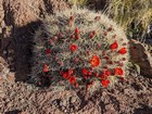 Beautiful blooming cactus.