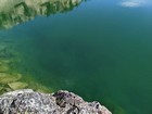 Trout swimming in the lake.