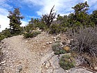 Typical terrain on the trail headed up to the ridge.