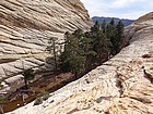 Hidden ponderosa forest.