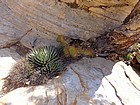 Cool desert plants.