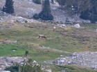 Close-up of some elk we spotted below us.