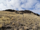 Wandering through the sagebrush.