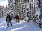 Making our way through the trees.