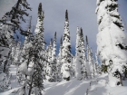 Lots of snowy trees near the saddle.