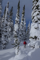 Erik climbing through the trees. Brady photo.