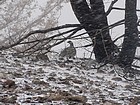 Grouse taking shelter from the storm.