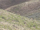 Pronghorn herd we saw on our way back down.