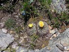 Prickly Pear cactus in bloom.