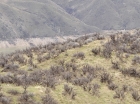 This is one of several groups of deer I saw during the hike.