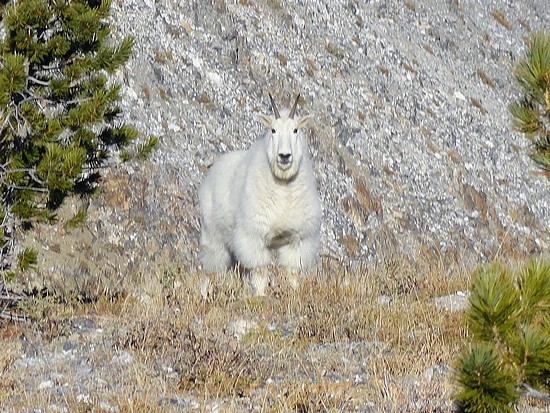 Champion Peak mountain goat