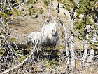 This goat was waiting for me just below the summit.